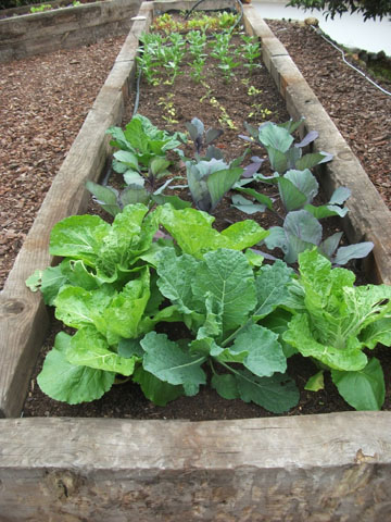 small garden in portugal